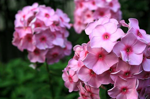 6204dc7f77991.jpg 福祿考.jpg